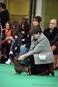 Crufts2011_2 1100